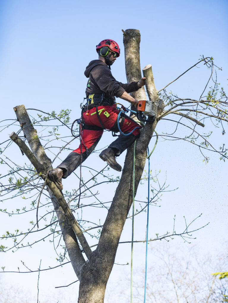 Arborist in a red helmet and harness sawing the top of a tree trunk
