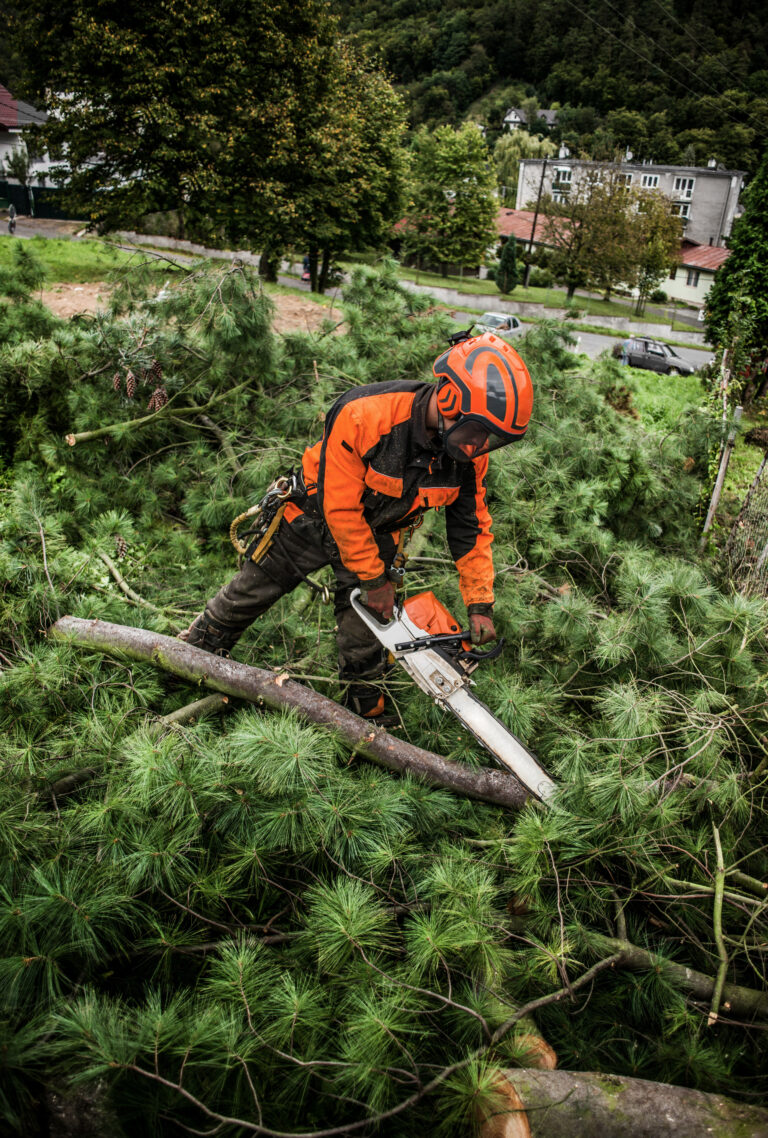 Worker in an orange helmet cutting a felled pine lying across green branches